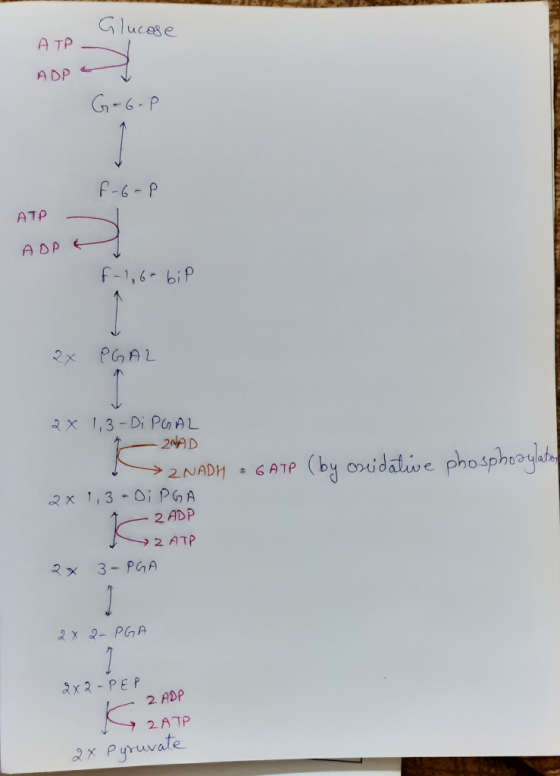Glucose ATP ADP a G-6-P F-6-P ATP - ADP & F-1,6-bip 2X PGAL 2x 1,3-Di PGAL 2 ZNAD ZNADH = GATP (by osidative phosphorylation