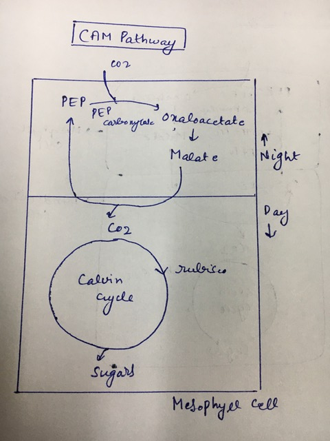 CAM Pathway co2 PEP PEP carbonytala Onaloacetate Malate & rubisce Calvin cycle sugars Mesophyel cell