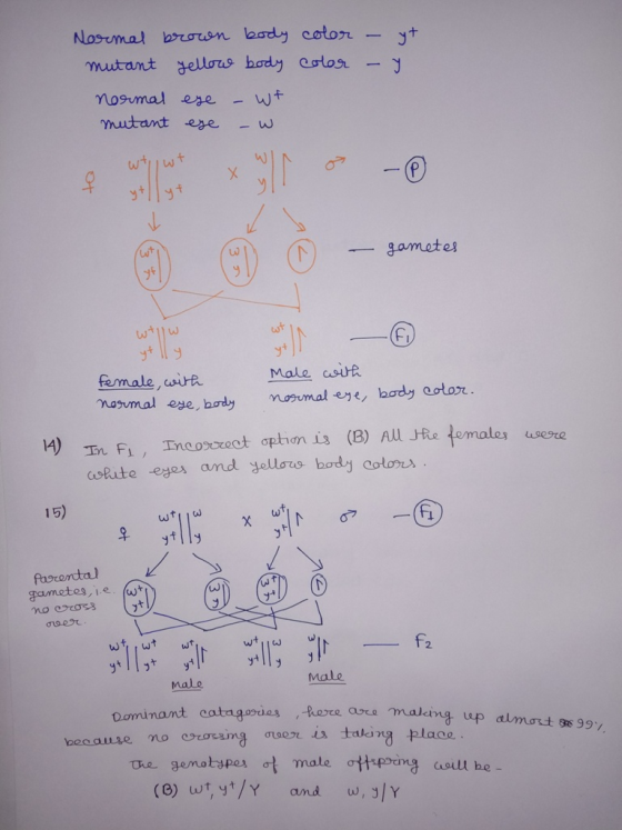 Normal brown body color - yt mutant yellow body color - y normal eye - wt mutant eye - w gametes | - gamota female, with norm