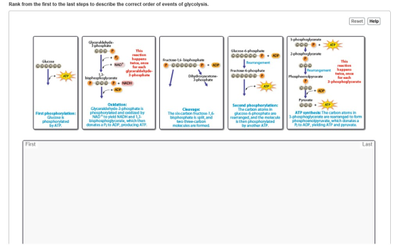 Rank from the first to the last steps to describe the correct order of events of glycolysis. Reset Help Glyceraldehyde- 3-pho