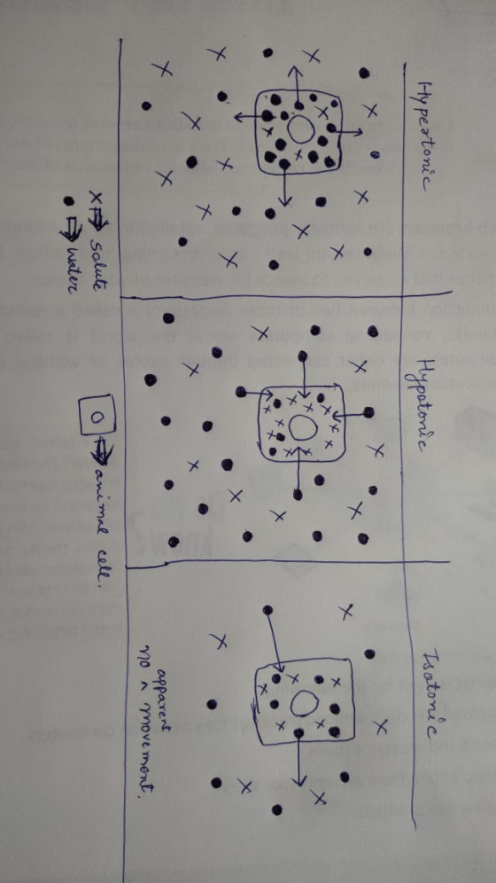 Hypertonic Hypotonic Isotonic + apparent no movement X animal cell. solute > Water .