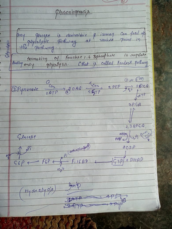 Glucon iogenesis Any glucose glycolytic is derivative Pathway at & isomer variuse can feed up point in lycolyst the Pathway o