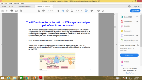 lecture_13_oxidative_phosphorylation_2 2019 post.pdf - Adobe Acrobat Reader DC File Edit View Window Help Home Tools Untitled