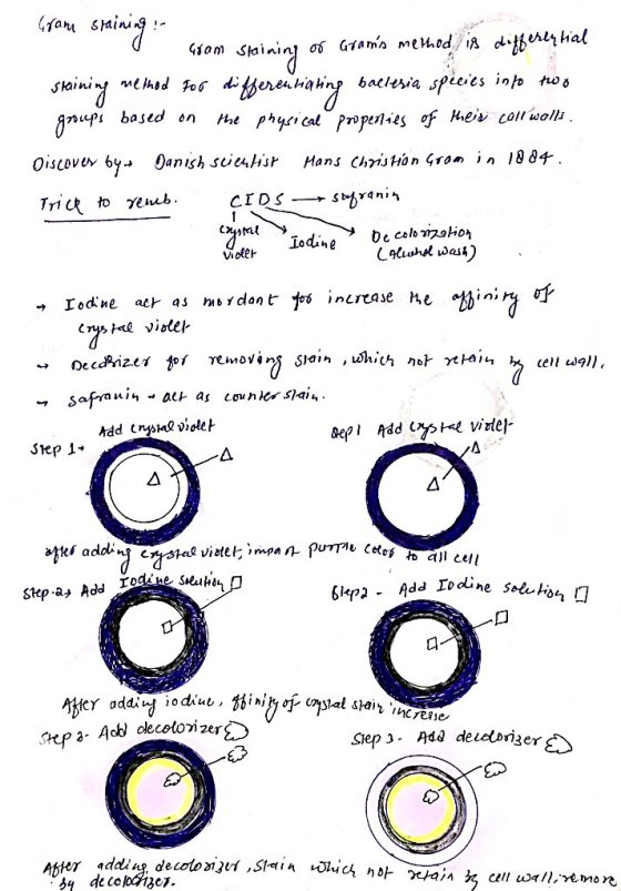 Gram staining : - ram skaining or grams method is differential staining memod for differentiating baclesia spicies into two