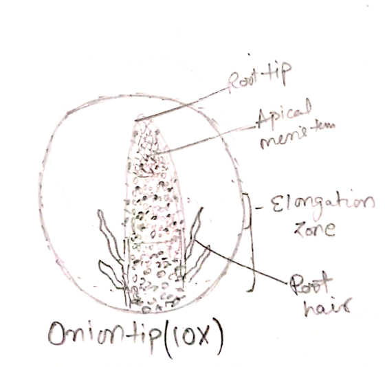 -Apical mens tem - Elongation Zone hair Oniontip/rox)