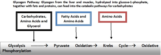 Glycogen Pathway: Glycogen from the liver and muscles, hydrolyzed into glucose-1-phosphate, together with fats and proteins,