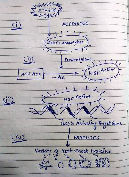 STRESS ACTIVA TES Lii) Deacetylase HSF Acs Active Cii Hse Actiwe -PRODUCES Vanietya Heat Shock Prokiu