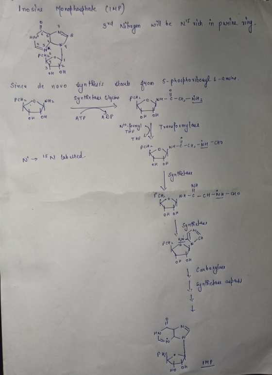 Inosine Monophosphate (IMP) 3rd Nitrogen will be ns rich in purine ring. OH OH Since de novo P CH 2 O NH2 synthesis starts f