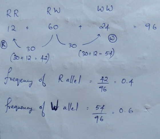 RR 12 + RW 60 ww. 24 + - 96 20+ 12 - 42) (20+12 = 54) 0 fregency of Rallel - 42 -0.4 frequency of het allel : 54 . 0.6 96