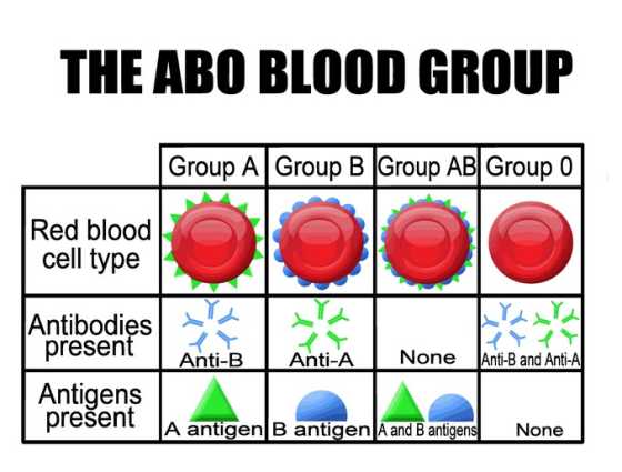 THE ABO BLOOD GROUP Group A|Group B Group AB Group 0 Red blood cell type Antibodies presentA ??? Anti-B Anti-ANone Ani-B and Anti-A Antigens prešent A antigen|B antigen A and B antigens None