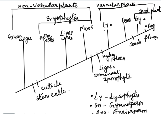 Non - Vasce vascularp. - Non-Vascular plants Bryophytes 1. Greenage Hors sets upris vascular plants T so Fernse way. Moss Liv
