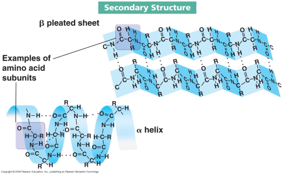 Secondary Structure β pleated sheet он O H C-GN Examples of amino acid subunits C-H 、C-H N-H N-H α helix HC-R H-C-R H-C-R N-H