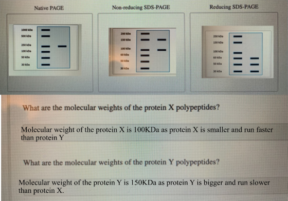 Native PAGE Non-reducing SDS-PAGE Reducing SDS-PAGE 1000 kDa 500 kDa 250 Da 150 kDa 250 kDa 150 kDa 250 kDa 100 kDa 50 kDa UT