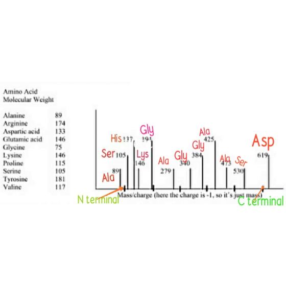 Amino Acid Molecular Weight Gly Ala Alanine Arginine Aspartic acid Glutamic acid Glycine Lysine Proline Serine Tyrosine Valin
