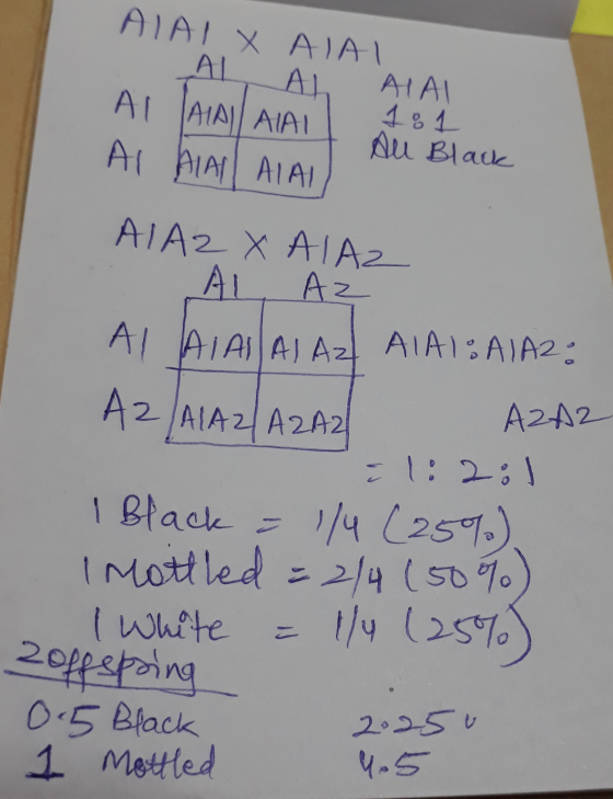 AYAIX ΑΣΑΙ • Au Black Al Al Al Al AIAL AI ALAI ALAI AIAZ X ALAZ . AL AZ AI AI AI AI AZ ALAI: A1A2: A2/A1A2A2A2 A2A2 =1:2 :1 1