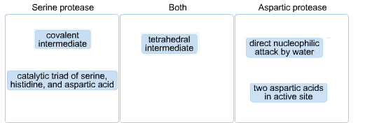 Serine protease Both Aspartic protease covalent intermediate tetrahedral intermediate direct nucleophilic attack by water cat