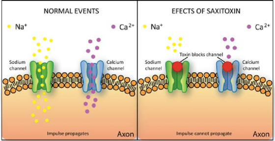 NORMAL EVENTS EFECTS OF SAXITOXIN Na+ . Ca2+. Nat Ca 2+ Toxin blocks channel Sodium channel Calcium Sodium channel channel RO