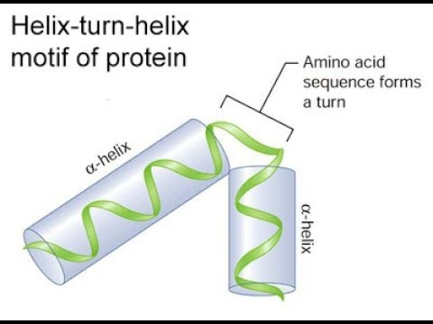 Helix-turn-helix motif of protein Amino acid sequence forms a turn a-helix a-helix