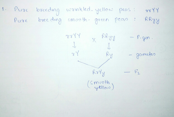 1. - Pure breeding wrinkled- yellow Pure breeding smooth green peas: peas : srYY RRyy 8rYY RRyy - Pigen. ซ ? Ry - gametes Ror