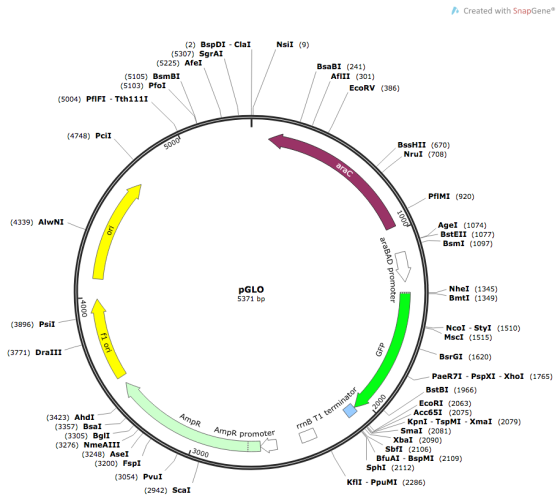 Created with Snap Gene Nsil (9) (2) BspDI - Clai (5307) SgrAI (5225) Afel (5105) BsmBI (5103) Pfor (5004) PfIFI - Tth1111 Bsa