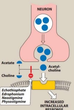 NEURON Acetate Acetyl- choline Choline 289999997 199999 10.000 Echothiophate Edrophonium Neostigmine Physostigmine INCREASED