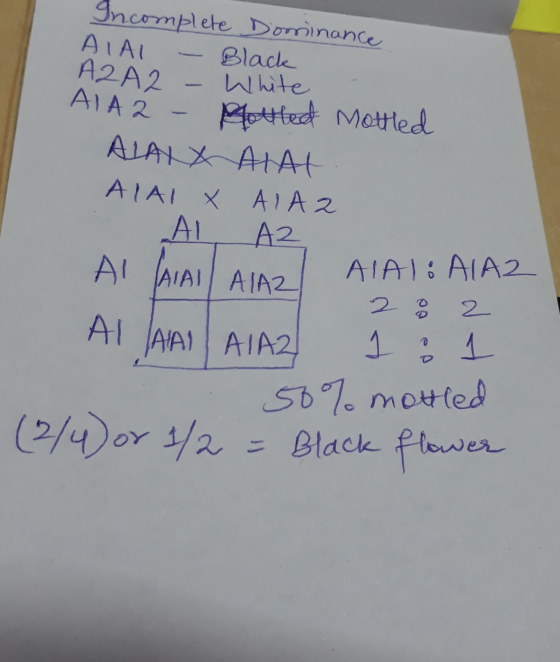 Incomplete Dominance AIAL - Black A2A2 - White AIA2 - Bottled Mottled ALAXX ALAT ALAIX AIAZ AI A2 T AIAI: A1A2 AI AIAI ALAZ 2