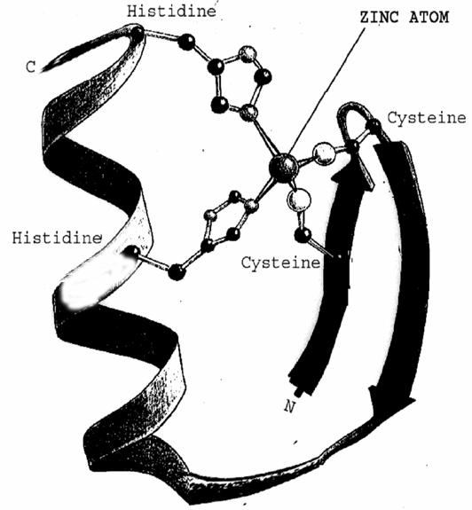 Histidine ZINC ATOM Cysteine Histidine Cysteine