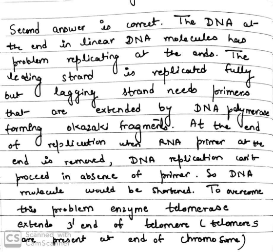 Second answer is correct. The DNA at the end in linear DNA molecules has problem replicating at the ends. The leading strand