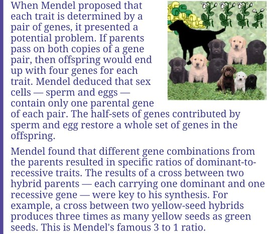 When Mendel proposed that each trait is determined by a pair of genes, it presented a potential problem. If parents pass on b
