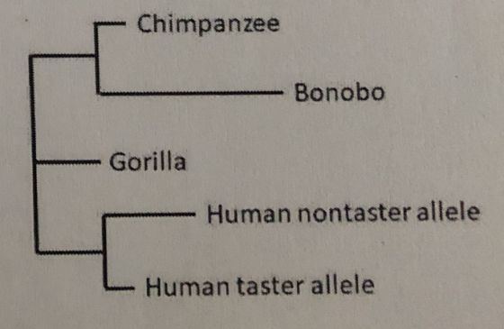 Chimpanzee Bonobo -Gorilla Human nontaster allele Human taster allele
