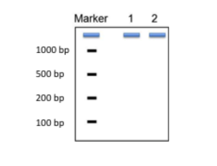 Marker 1 2 1000 bp 500 bp 200 bp 100 bp