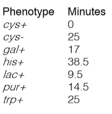 0 Phenotype Minutes cys+ cys- 25 gal+ 17 his+ 38.5 lac+ 9.5 pur+ 14.5 trp+ 25
