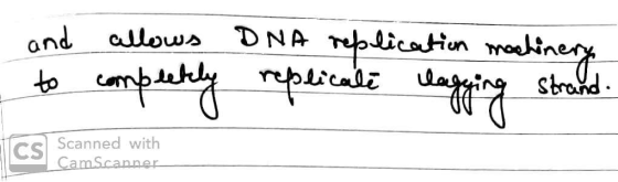 and allows DNA replication machinery - to completely replicate lagging strand Scanned with Cam Scanner