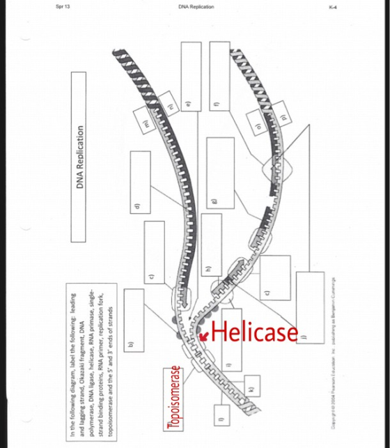 In the following diagram, label the following: leading and lagging strand, Okazaki fragment, DNA polymerase, DNA ligase, heli