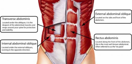 External abdominal oblique Located on the side and front of the abdomen. Transverse abdominis Located under the obliques, it