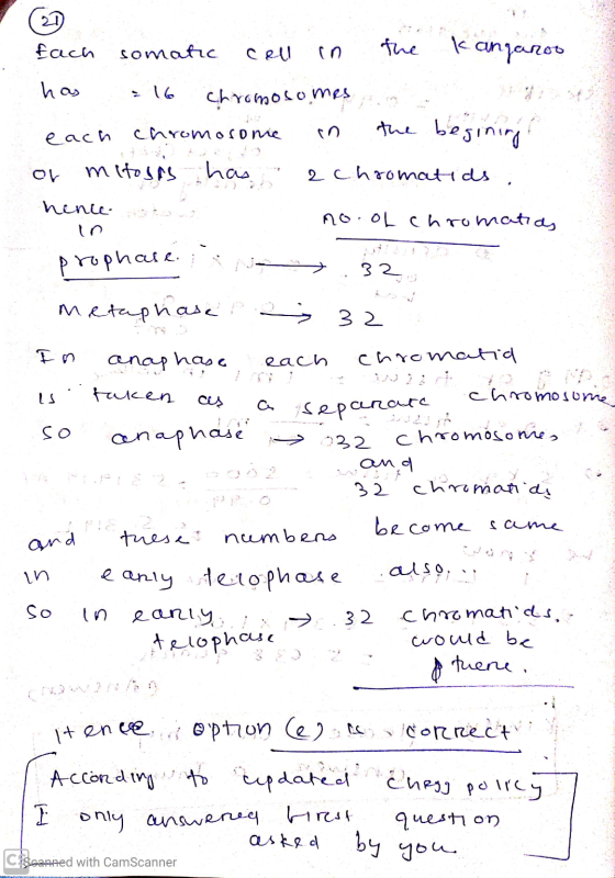 fach somatic cell in the kangaroo the begining has 16 chromosomes each chromosome in OV mitosis has 2 chromatids hence in no.