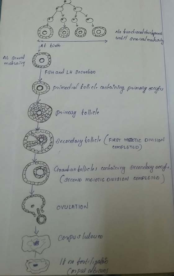 AL bisth molw.iy FsH and LH Secoebon nimed ,al ζ01(.cl, cort-o.rn. Doimary mosy fol comPLeTED SECOND meIoTIc OIVISION ComPLET