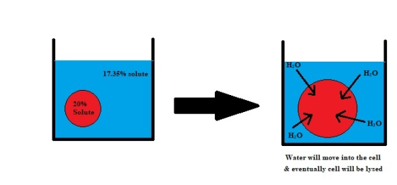 17.35% solute 20% Solute HO Water will move into the cell & eventually cell will be lysed