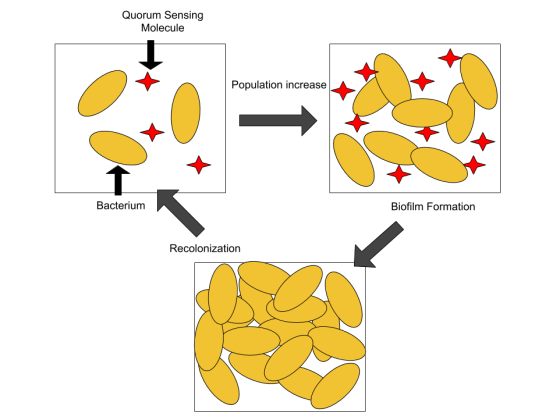 Quorum Sensing Molecule Population increase Bacterium Biofilm Formation Recolonization
