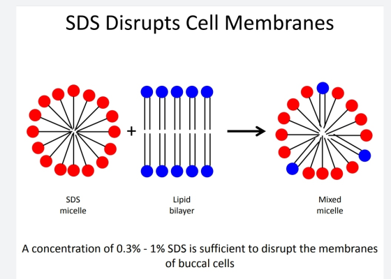 SDS Disrupts Cell Membranes SDS micelle Lipid bilayer Mixed micelle A concentration of 0.3% - 1% SDS is sufficient to disrupt