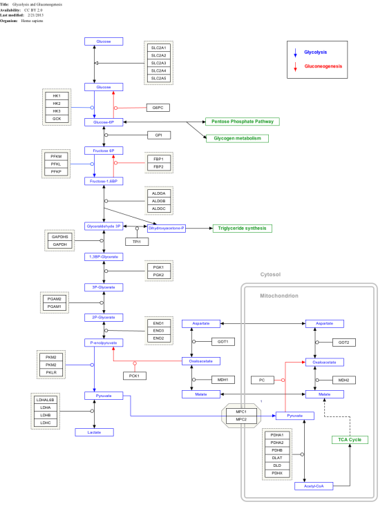 Title: Glycolysis and Gluconeogenesis Availability: CC BY 2.0 Last modified: 2/21/2013 Organism: Homo sapiens SLC2A1 SLC2A2 S