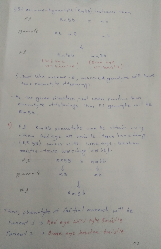 -) If Assume-3 genotyke (RGBB) testcrost. The RABB X as zamete RB 5 Rosh (Red eye (Bone eye WT bristle 1 wr bristle) - Just l