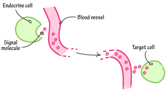 Endocrine cell Blood vessel Signal molecule Target cell