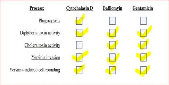 Process: Cytochalasin D Bafilomyin Gentamicin Phagocytosis Diphtheria toxin activity Cholera toxin activity 00000 Yersinia in