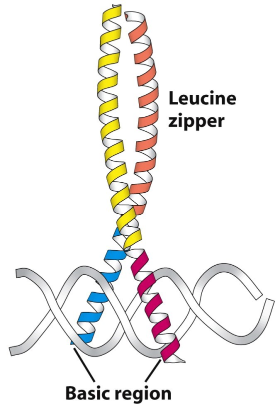 Leucine zipper Basic region