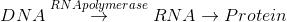 DNA AN Apolymerase RNA + Protein