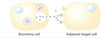 Secretory cell Adjacent target cell