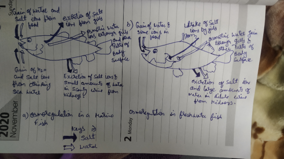 Repuns 5 Chain of watel and salt ions from food expetus of sa or blom go motie water b uptake of Salt Gain of water & some io
