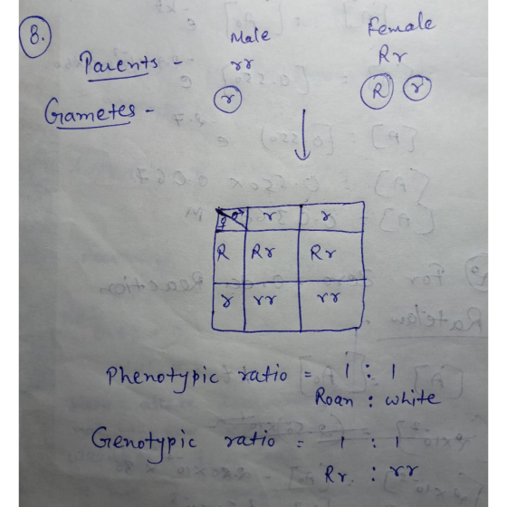 Male female Parents - Gametes - IRRo Rr COLOD Phenotypic ratio 1:1 Roan white Genotypic ratio ? xong - Rr. :rr
