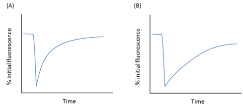 % initial fluorescence % initial fluorescence 2